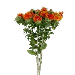 carthamus-flor-de-corte-florisul