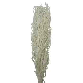 AMARANTHUS CAUDATUS - Preserved Bleached White