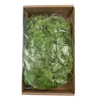 Musgo VERDE ALFACE 400grs