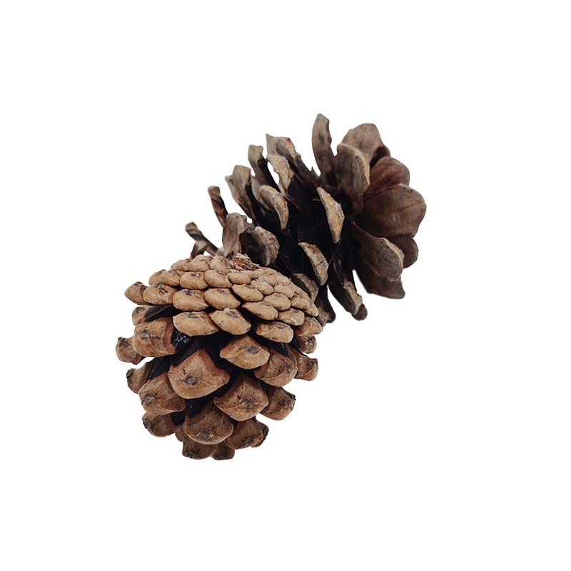 3830_1 saco-pinhas-decorativas-florisul