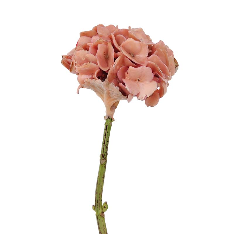 3610_6 hortense-de-cera-florisul