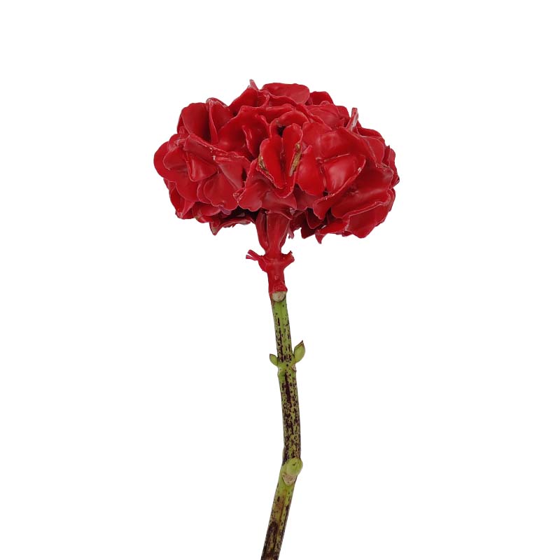 3610_8 hortense-de-cera-florisul