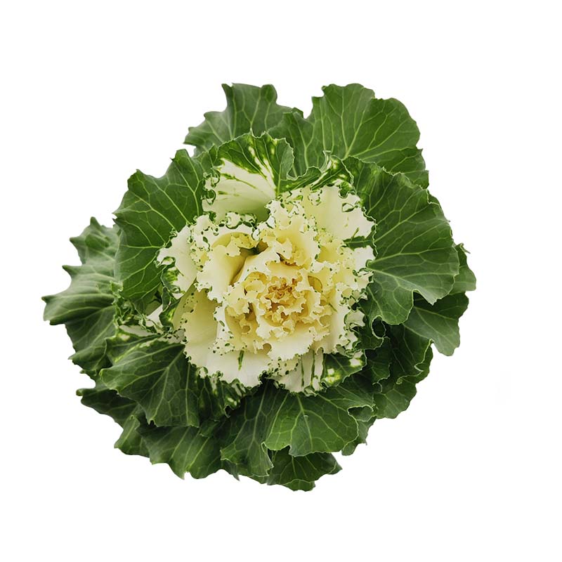 3905_4 brassica-couve-florisul