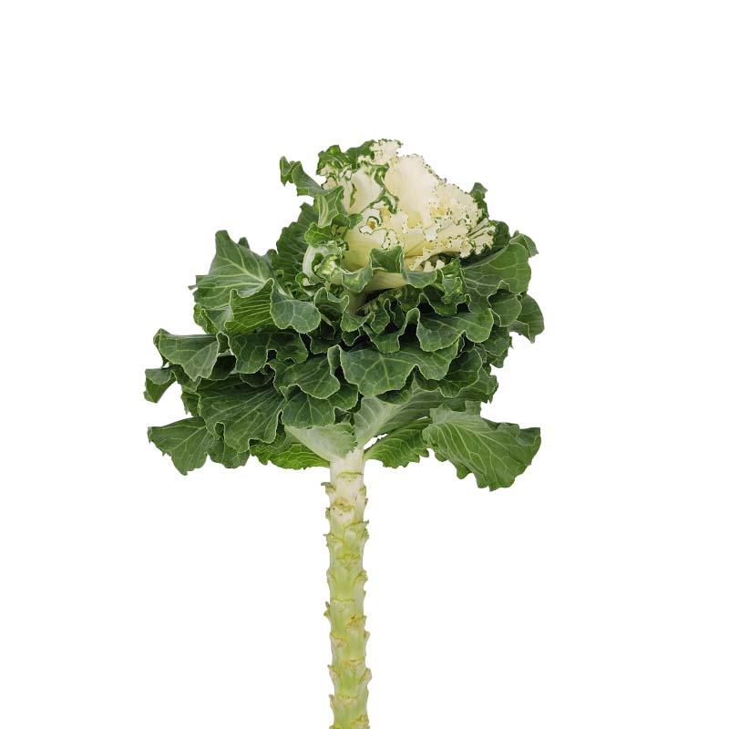 3905_5 brassica-couve-florisul