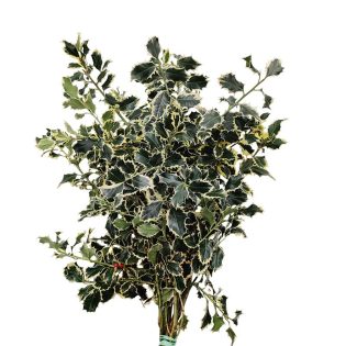 azevinho-matizado-florisul