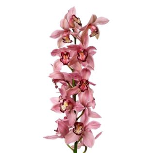 orquidea-cymbidium-florisul