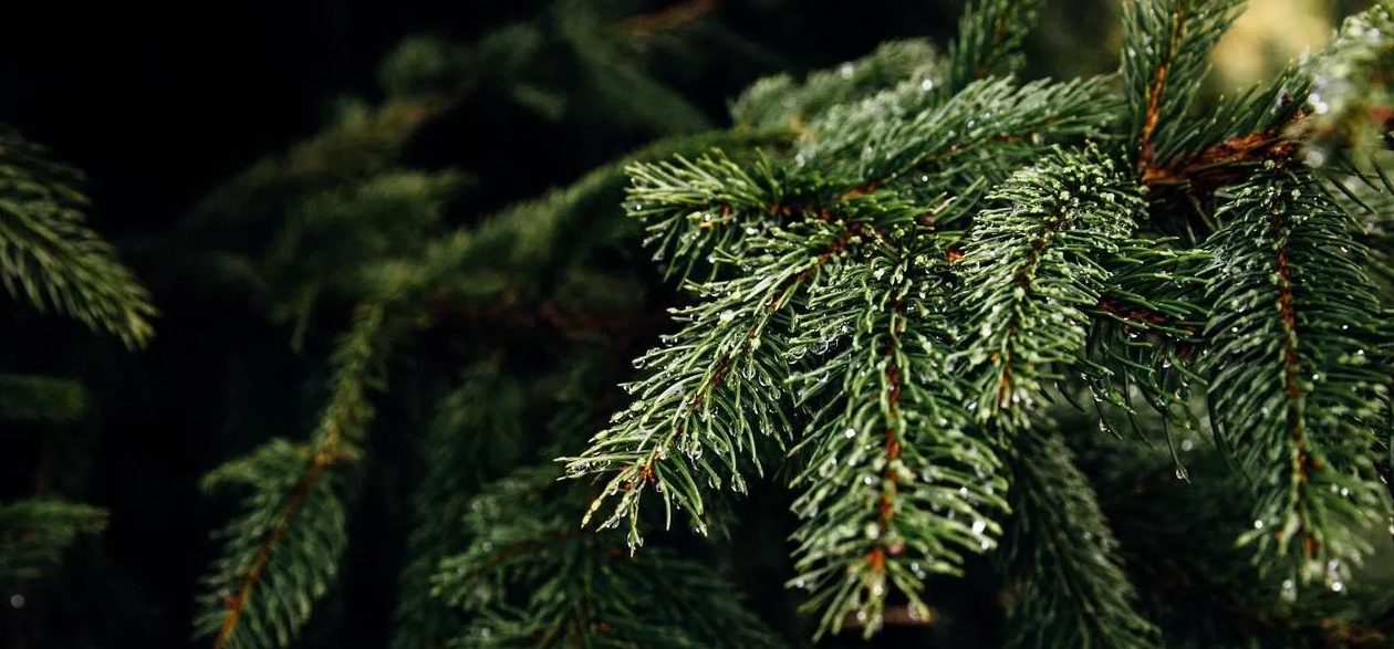 pinheiro-natural-florisul