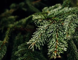 pinheiro-natural-florisul