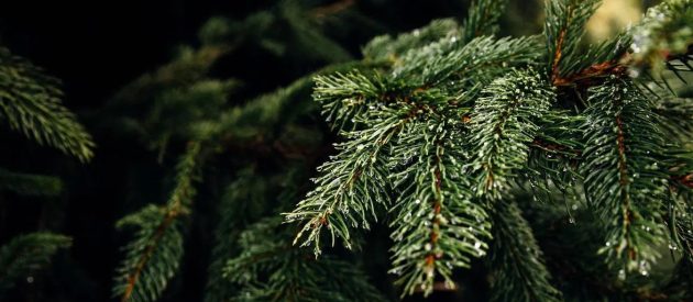 pinheiro-natural-florisul