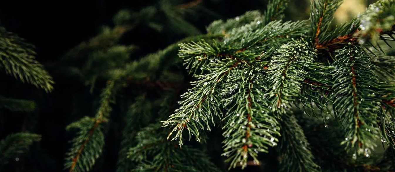 pinheiro-natural-florisul