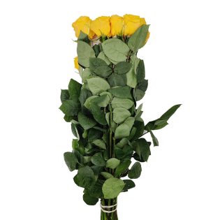 rosa-equador-flores-de-corte