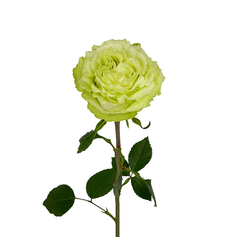 0305_11 rosa-equador-flores-de-corte