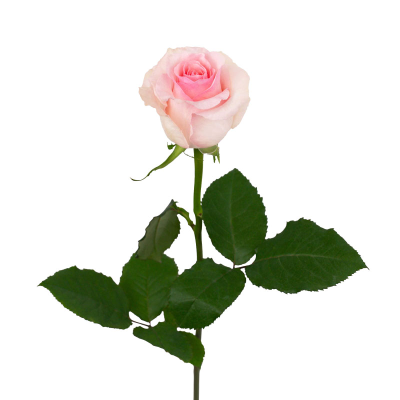 0305_2 rosa-equador-flores-de-corte