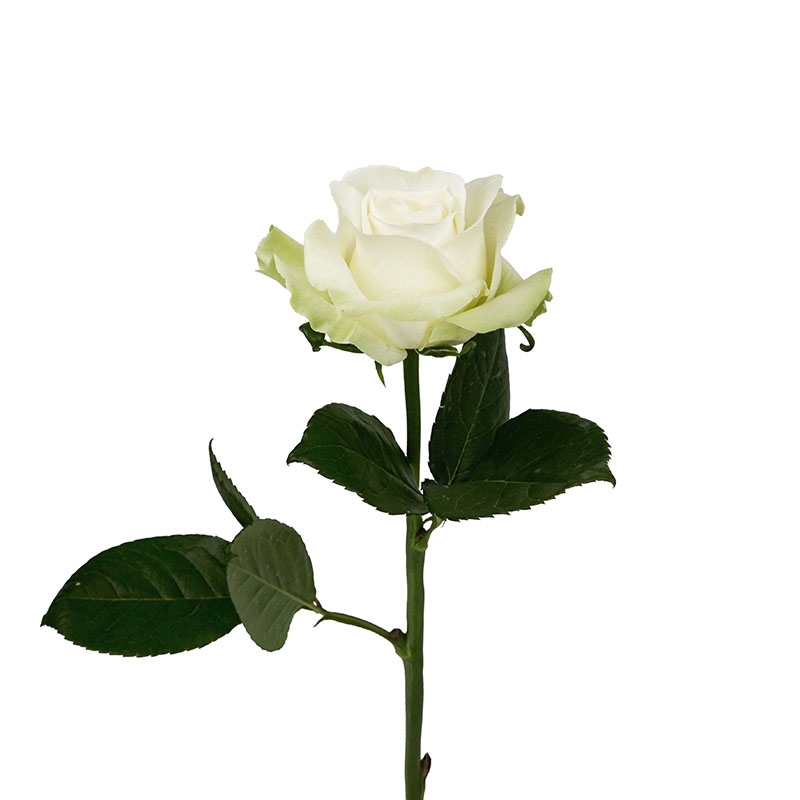 0305_3 rosa-equador-flores-de-corte