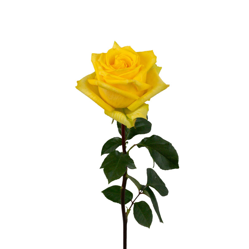 0305_4 rosa-equador-flores-de-corte