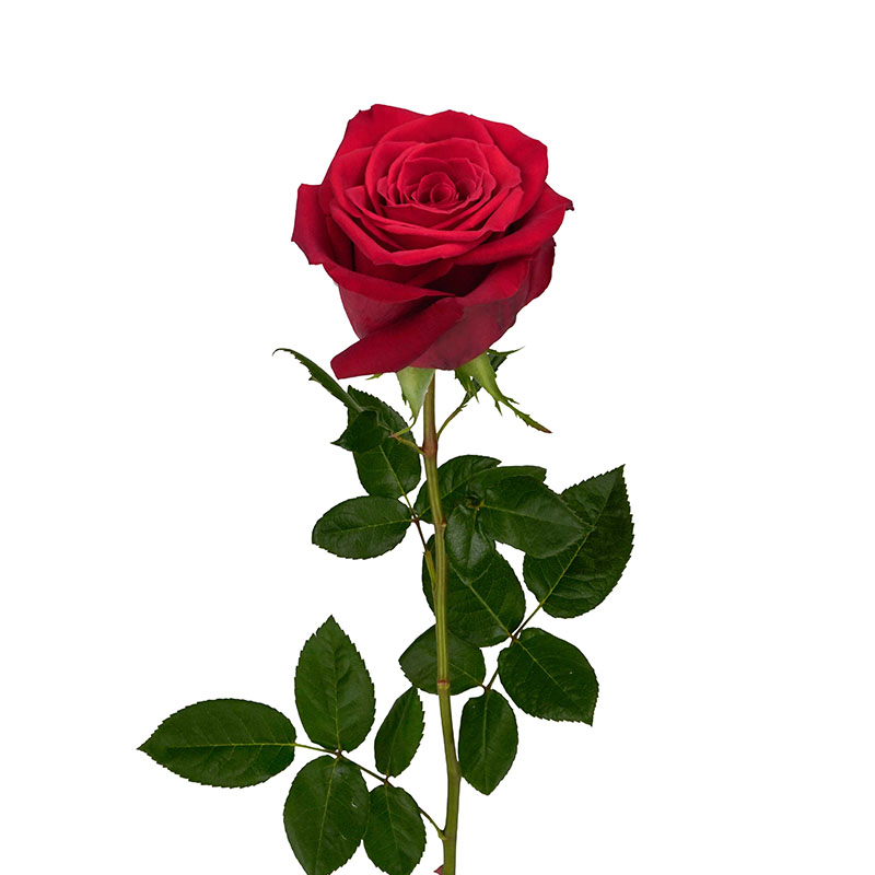 0305_5 rosa-equador-flores-de-corte