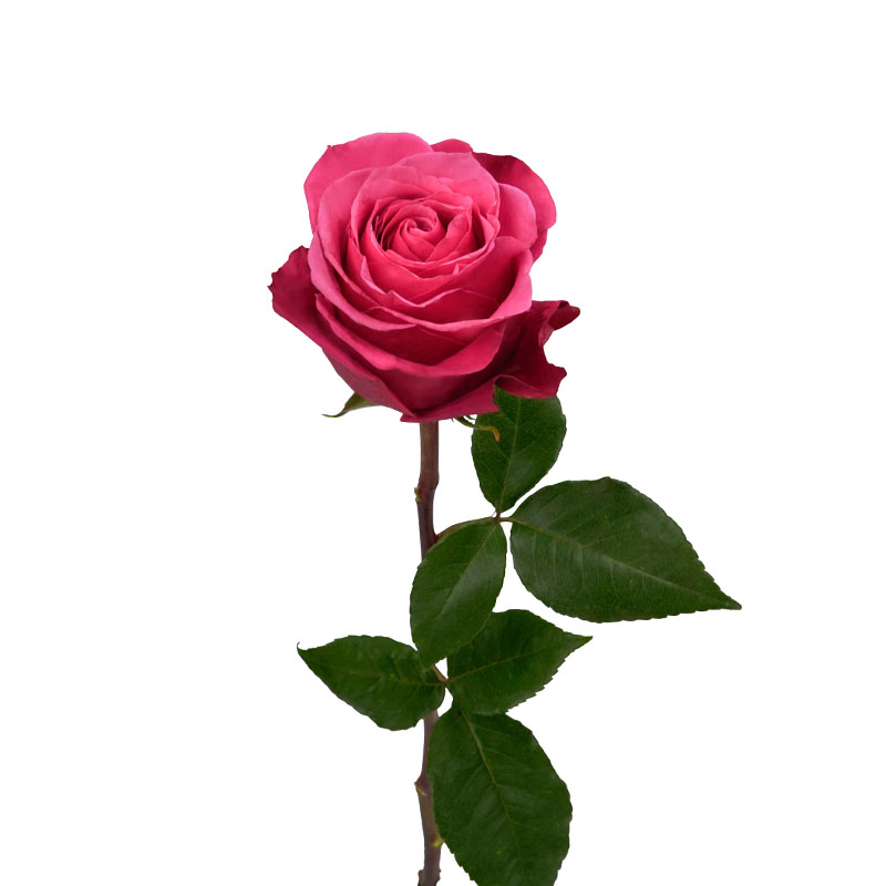 0305_6 rosa-equador-flores-de-corte