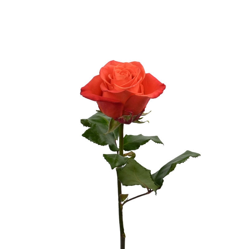 0305_7 rosa-equador-flores-de-corte