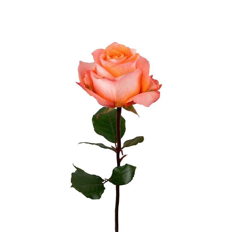 0305_8 rosa-equador-flores-de-corte