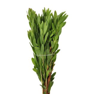 leucadendron-verde-pequeno-florisul