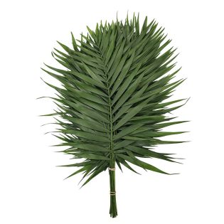 chicos-folhas-verdura-florisul