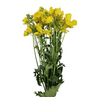 ranunculos-flores-de-corte-florisul