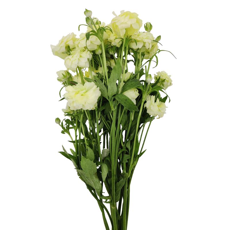2802_5 ranunculos-flores-de-corte-florisul