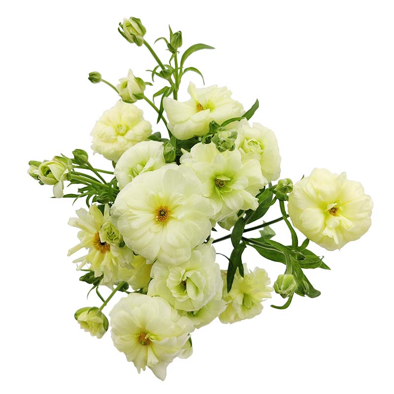 2808_4 ranunculos-flores-de-corte-florisul