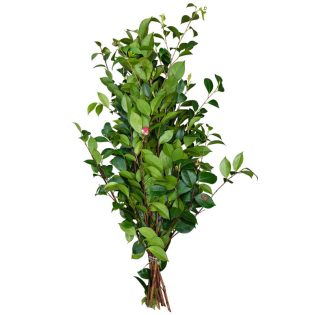 camelia-flores-de-corte-florisul