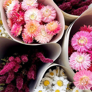 Flores Secas