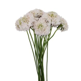 scabiosa-flores-de-corte-florisul