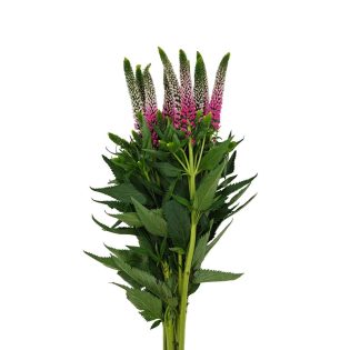 veronica-rosa-flor-de-corte-florisul