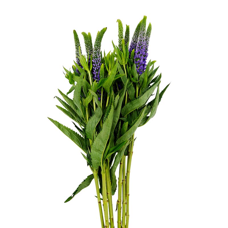 2004_2 veronica-roxa-flor-de-corte-florisul