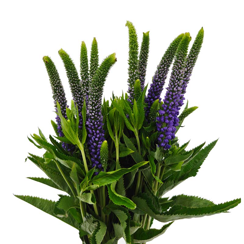 2004_3 veronica-roxa-flor-de-corte-florisul