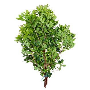 medronho-flores-de-corte-florisul