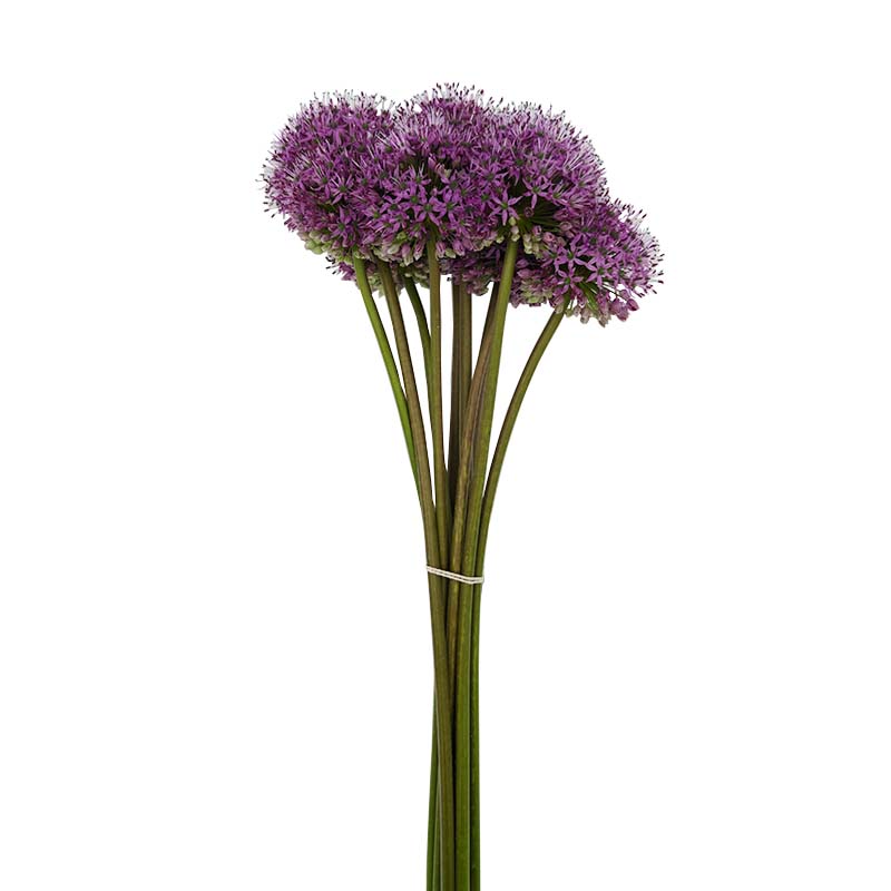 3928 allium-flor-de-corte-florisul