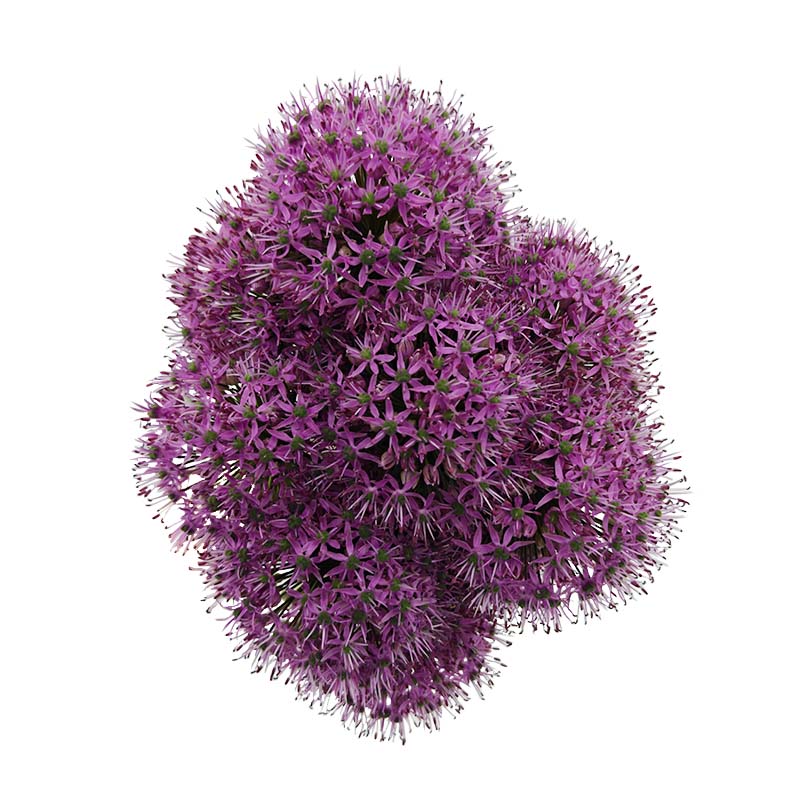 3928_1 allium-flor-de-corte-florisul