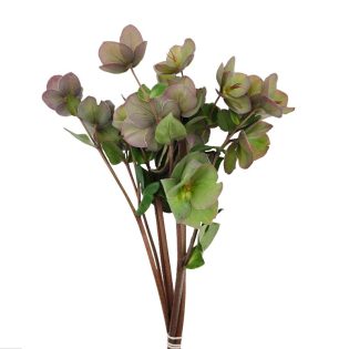 helleborus-flores-de-corte-florisul