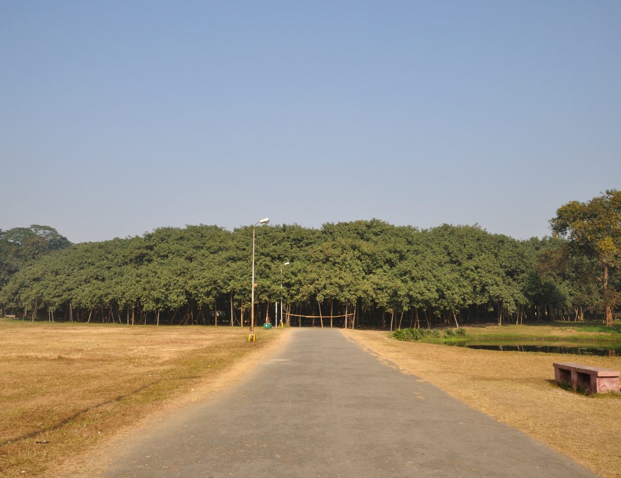 maior-ficus-do-mundo