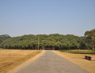 maior-ficus-do-mundo