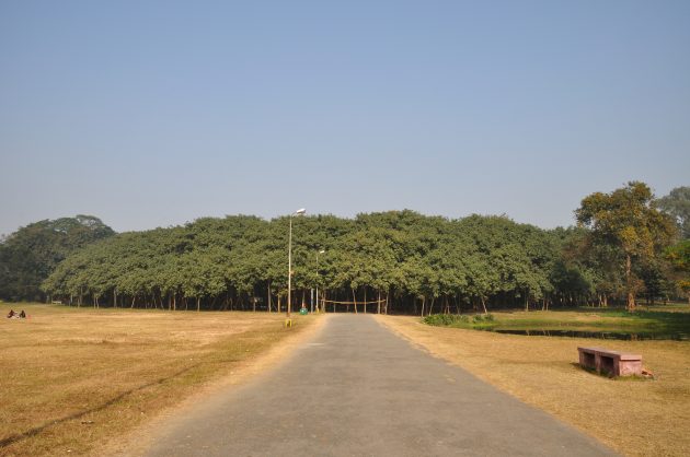 maior-ficus-do-mundo