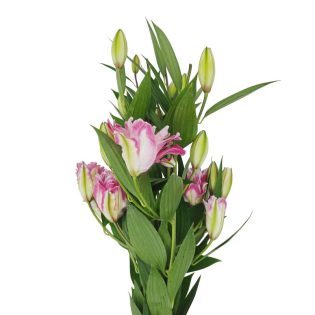lilium-oriental-florisul