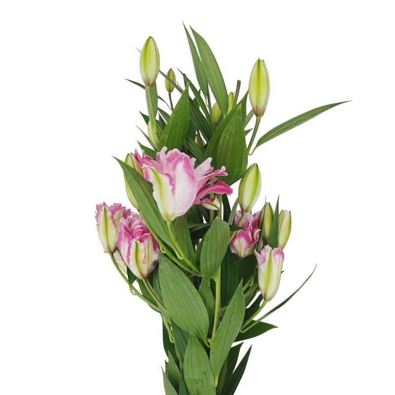 1004 lilium-oriental-florisul