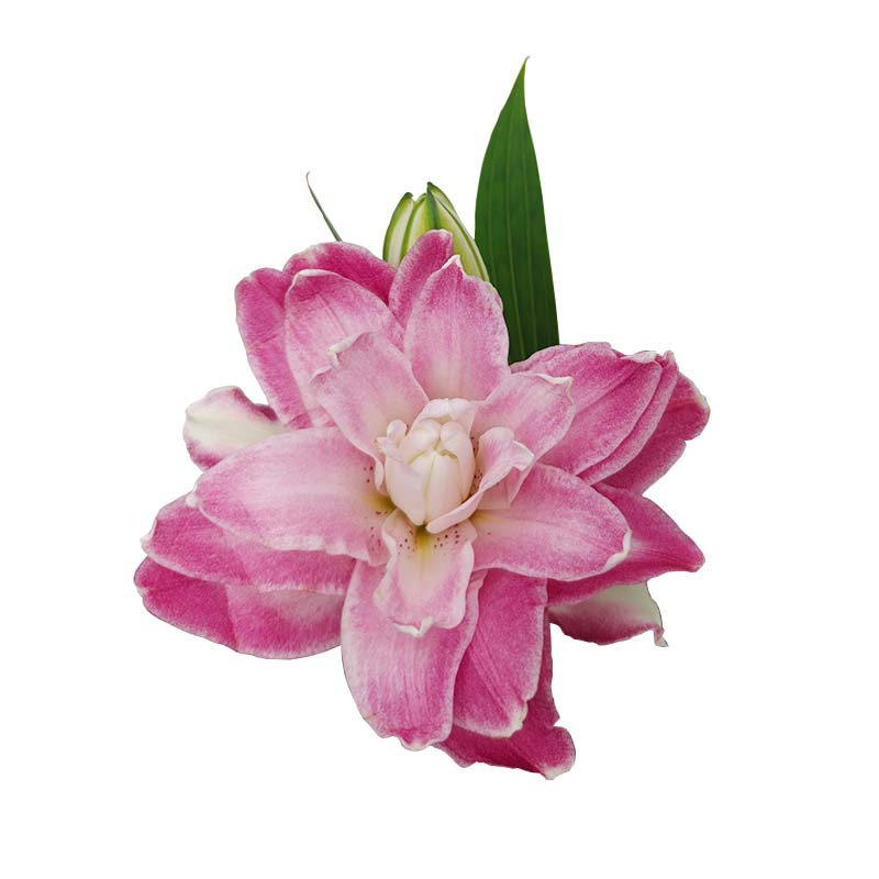 1004_1 lilium-oriental-florisul