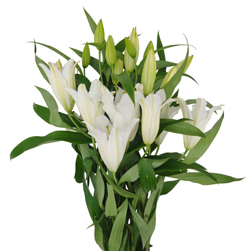 1004_2 lilium-oriental-florisul