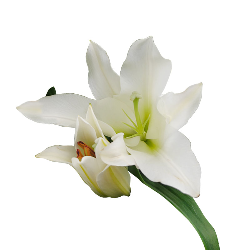 1004_3 lilium-oriental-florisul