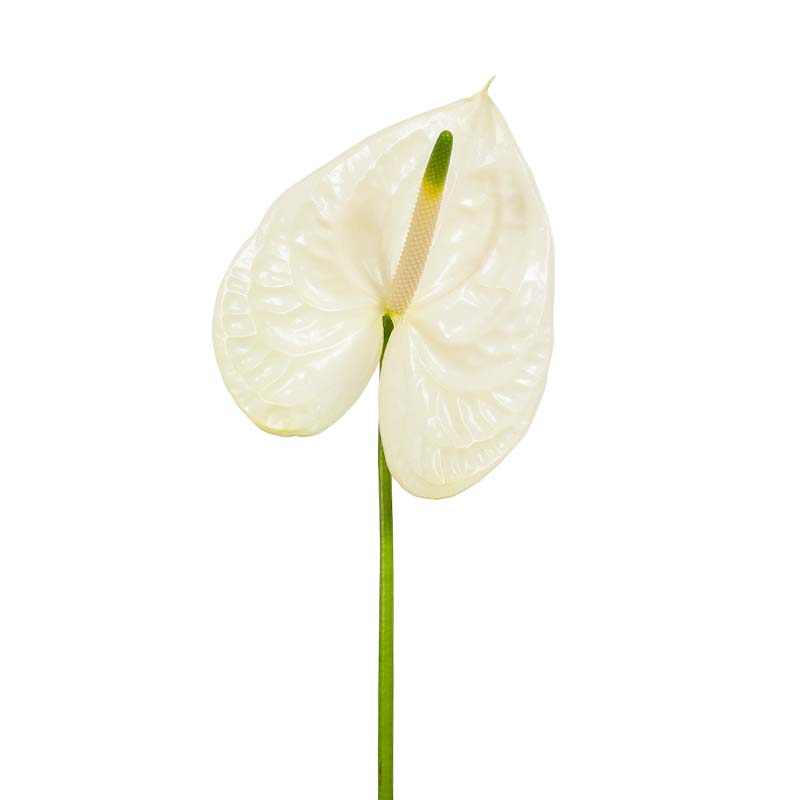 1501_2 anthurium-branco-florisul