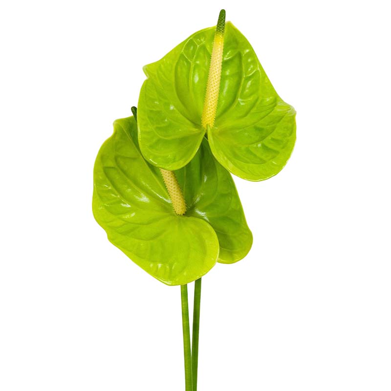 1501_3 anthurium-verde-florisul