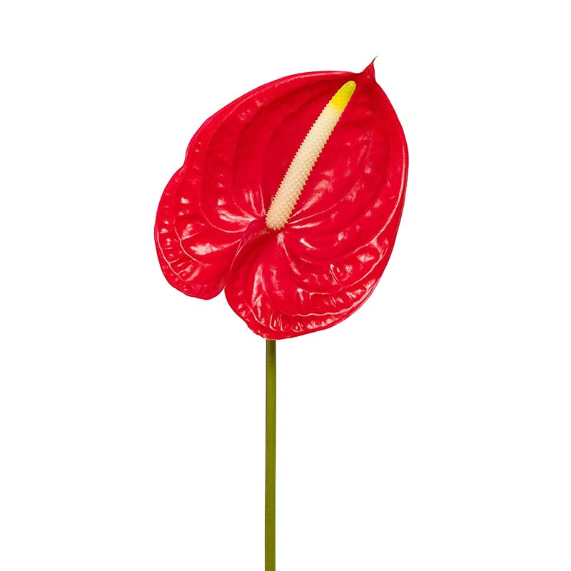 1501_4 anthurium-vermelho-florisul