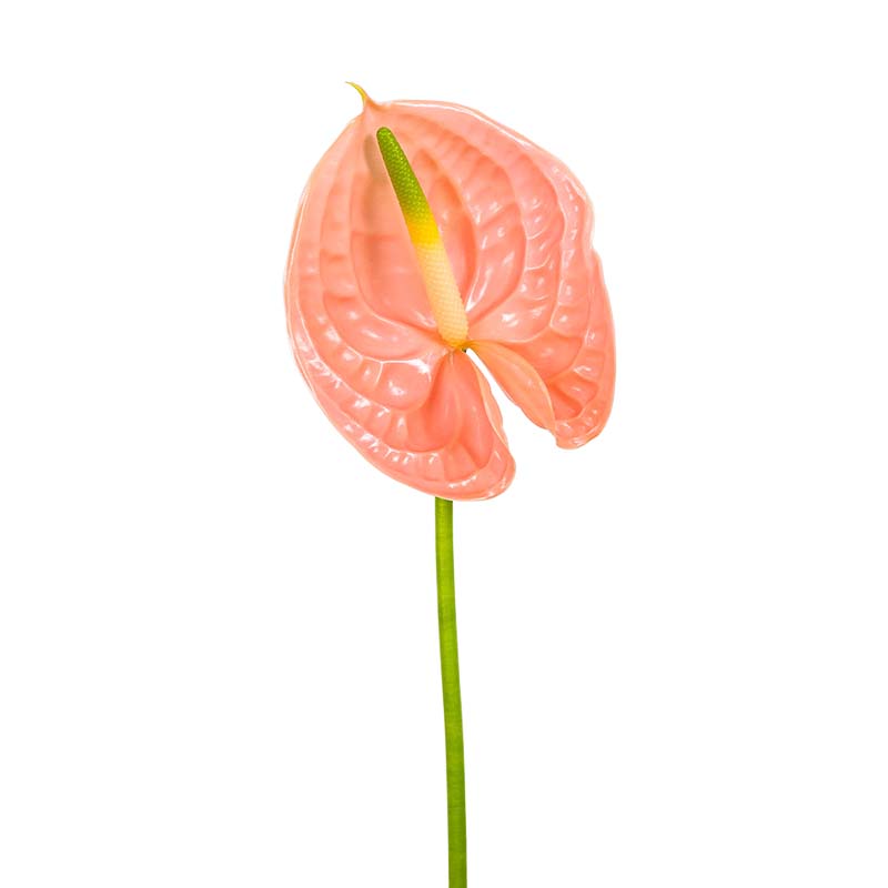 1501_5 anthurium-salmao-florisul